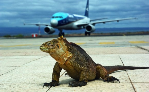 Iguana and Tame A320 at Baltra