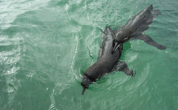 Galapagos Penguins (Spheniscus