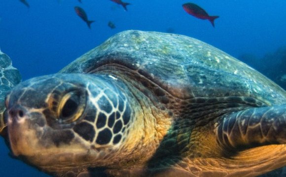 Green Turtle in sea off Wolf