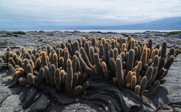 The island s flora lives in