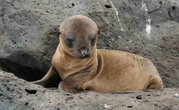 Galapagos Islands Baby Sea