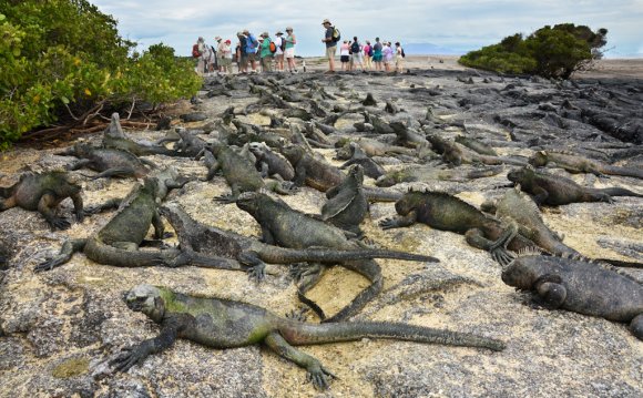 Fernandina Island, Galapagos