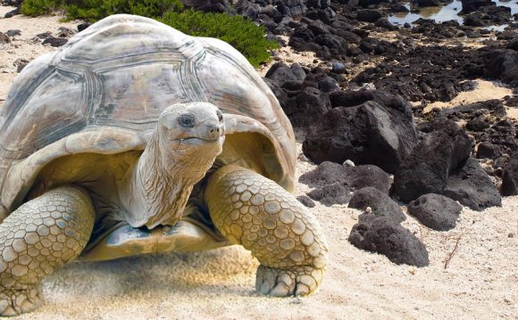 Experience Isabela Island