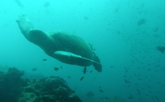 Travellers Guide To Galapagos