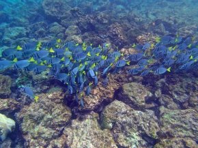 A school of surgeonfish at Floreana Island. Photo courtesy Robin Wu.