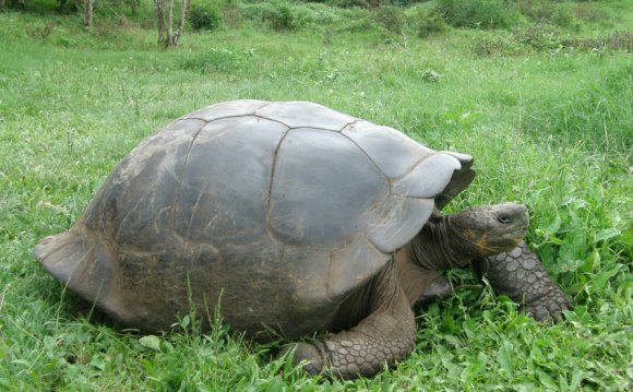 Animals on Galapagos Islands