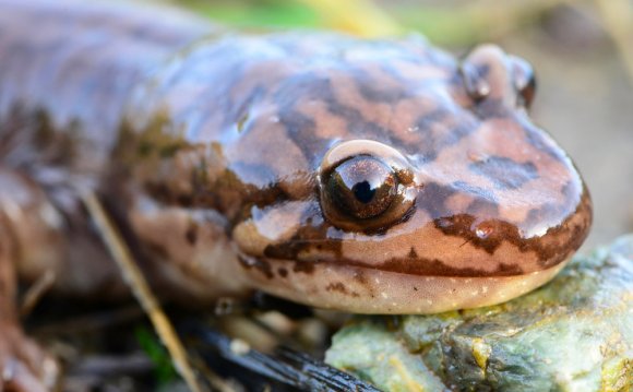 Galapagos Islands endangered species