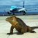 Galapagos Airport