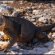 Galapagos Islands-Iguanas