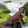 How many Galapagos Islands are there?