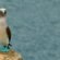 What is the Galapagos Islands?