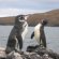 Where are Galapagos?