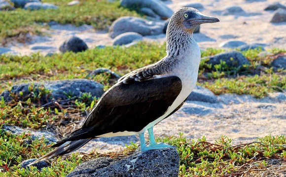 Galapagos species list