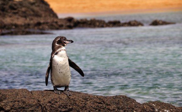 About Galapagos Islands