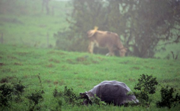 How are turtles on the Galapagos Islands similar