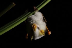 Has Humanity Carved the Earth into Many Islands?