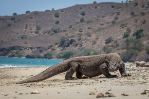 indonesia-komodo-dragon