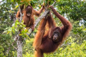 indonesia-orangutan