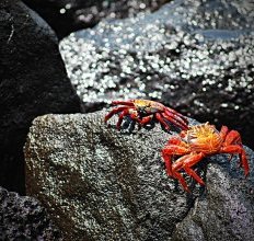 Living like a local on the Galapagos Islands