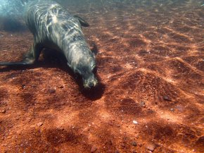 Off the beach on Rabida Island. Photo courtesy Robin Wu.