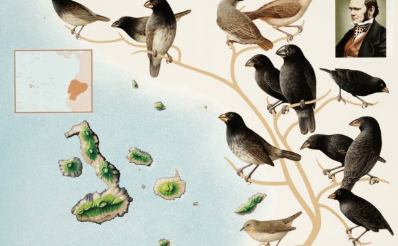 Speciation in Galapagos Islands finches