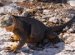 Galapagos Islands-Iguanas