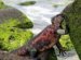 How many Galapagos Islands are there?