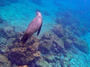 Sea lion at Floreana Island. Photo courtesy Robin Wu.