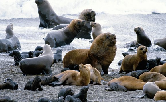 Animals of the Galapagos Islands list