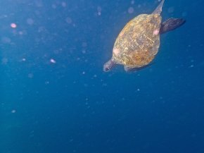 Sea turtle diving at Kicker Rock. Photo courtesy Robin Wu.