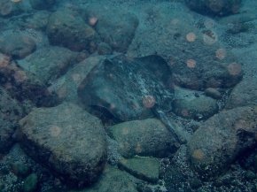 Stingray at Espanola Island. Photo courtesy Robin Wu.
