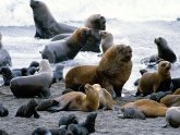 Animals of the Galapagos Islands list