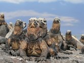 Galapagos Islands culture