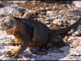 Galapagos Islands-Iguanas