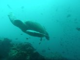 Galapagos Islands Wikitravel