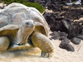 Holidays to The Galapagos Islands