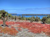 North Seymour Island, Galapagos