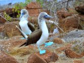 Touring the Galapagos Islands