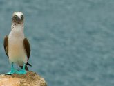 What is the Galapagos Islands?