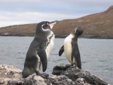 Where are Galapagos?