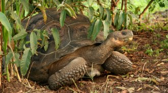 Tortoise by Jonathan Paul