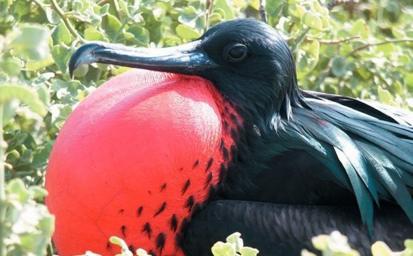 TripAdvisor Galapagos