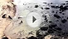 Baby Sea Lions in the Galapagos Islands