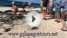 Bachas beach galapagos islands