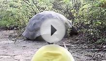 Duck Goes To The Galapagos Islands