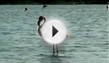 Galapagos Birds: Watch Birds Of The Galapagos Islands with