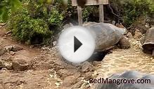 Galapagos For Kids: Cool Facts About The Giant Galapagos