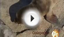 Galapagos Islands Animals: Galapagos Sealions