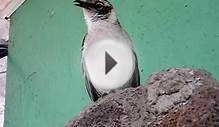 Galapagos Islands mocking bird testimonial