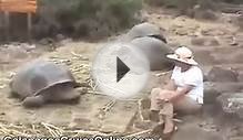 Galapagos Turtles - Galapagos Islands